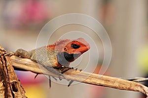Male Oriental garden lizard sits on the dry branch