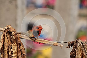 Male Oriental garden lizard sits on the dry branch