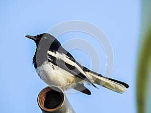 A male oriental magpie-robin (Copsychus saularis