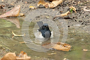 Male Oriental Magpie-Robin (Copsychus saularis) bathing.