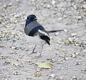 Male Oriental Magpie-Robin (Copsychus saularis) foraging : (pix Sanjiv Shukla)