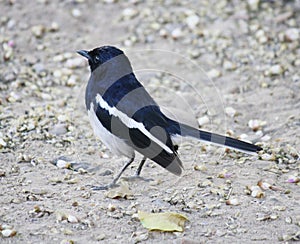 Male Oriental Magpie-Robin (Copsychus saularis) foraging : (pix Sanjiv Shukla)