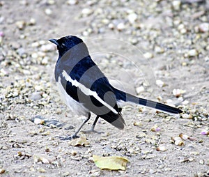 Male Oriental Magpie-Robin (Copsychus saularis) foraging : (pix Sanjiv Shukla)