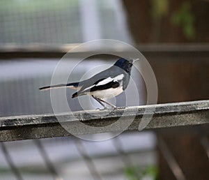 Male Oriental Magpie-Robin (Copsychus saularis) foraging : (pix Sanjiv Shukla)