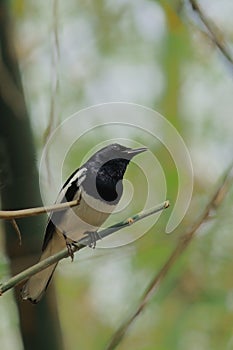 a male oriental magpie robin (copsychus saularis) perching on a branch