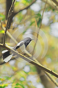 Male oriental magpie robin copsychus saularis perching on a branch, in a tropical forest in india