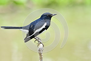 Male of Oriental magpie robin (Copsychus saularis) perching on thin wooden branch over find green background in nature