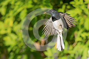 Male Oriental Magpie Robin hovering in mid air