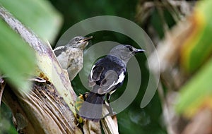 A male Oriental Magpie-Robin, Magpie Robin