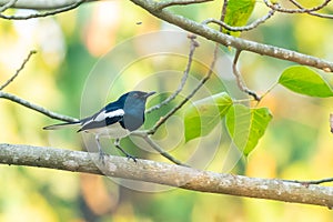 Male Oriental Magpie Robin perching on Bo tree perch