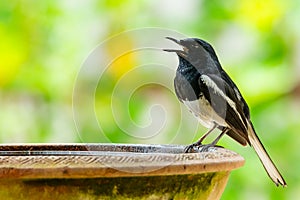 Male  Oriental Magpie Robin perching on a clay bowl of water and singing with blur green tree background