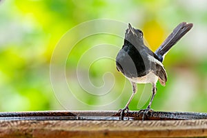 Male  Oriental Magpie Robin perching on a clay bowl of water and singing with blur green tree background