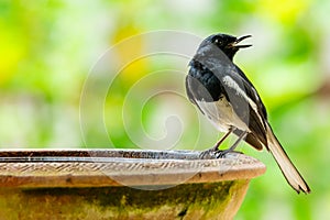 Male  Oriental Magpie Robin perching on a clay bowl of water and singing with blur green tree background