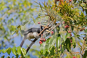 Male Oriental pied hornbill bird sitting on tree eating ripe red