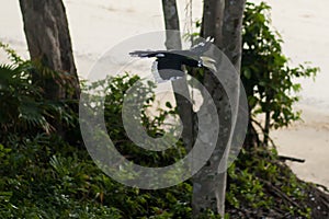 Male oriental pied hornbill flying in tropical rain forest