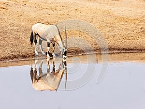 A male oryx drinking at a waterhole during the dry season in Namibia.