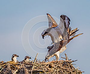 Male osprey begins to attach to female osprey during mating season