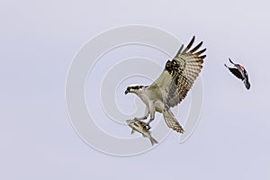 Male Osprey being chased by a red winged blackbird