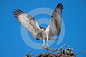 Male Osprey Bringing Sticks for Nest