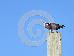 Male Osprey Guarding Nearby Nest