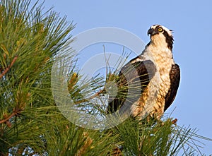 Male osprey perched in pine tree with blue sky