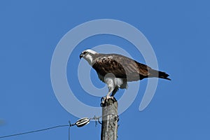 Male Osprey stands guard over nest from a nearby pole