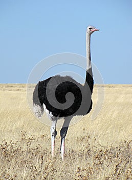 Male ostrich