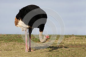 Male Ostrich