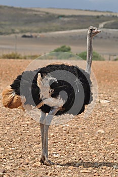 Male ostrich