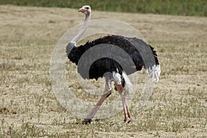 Male ostrich photo