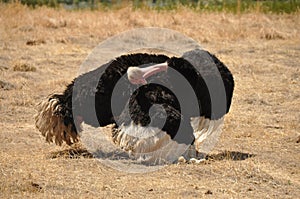 Male ostrich