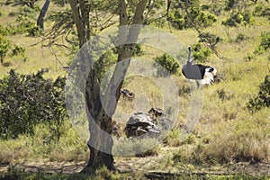 Male Ostrich approaching female for mating in Lewa Conservancy, Kenya, Africa