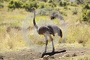 Male Ostrich approaching female for mating in Lewa Conservancy, Kenya, Africa