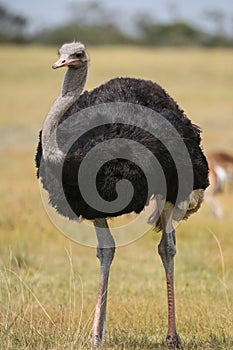 Male Ostrich with Beautiful Black Feathers