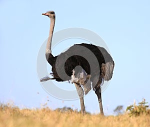 Male Ostrich Bird