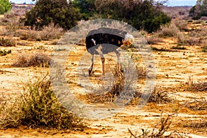Male Ostrich eating of the ground at an Ostrich Farm in Oudtshoorn in the Western Cape Province of South Africa