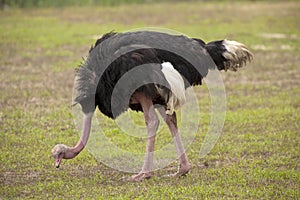 Male Ostrich Feeding