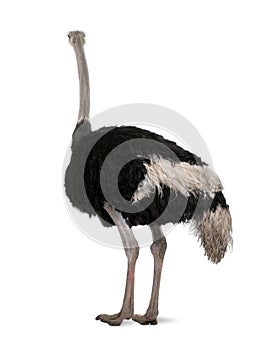 Male ostrich in front of a white background