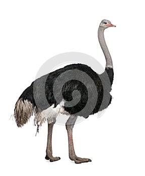 Male ostrich in front of a white background photo