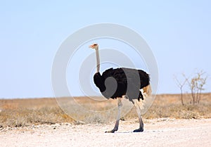 Male ostrich on the fry Etosha