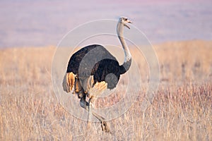 Male Ostrich in grasslands