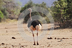 Male Ostrich in heat