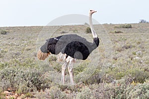 Male Ostrich in Karoo