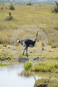 Male Ostrich near pond in Lewa Conservancy, Kenya, Africa