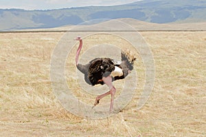 Male ostrich in the Ngorongoro