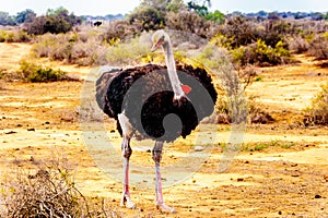 Male Ostrich at an Ostrich Farm in Oudtshoorn in the Western Cape Province of South Africa