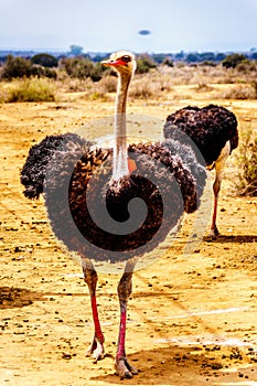 Male Ostrich at an Ostrich Farm in Oudtshoorn in the Western Cape Province of South Africa