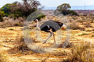 Male Ostrich at an Ostrich Farm in Oudtshoorn in the Western Cape Province of South Africa