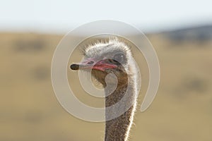 Male ostrich portrait