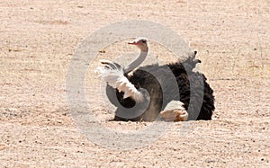 Male ostrich sand bathing in Auob riverbed Kgalagadi, South Africa